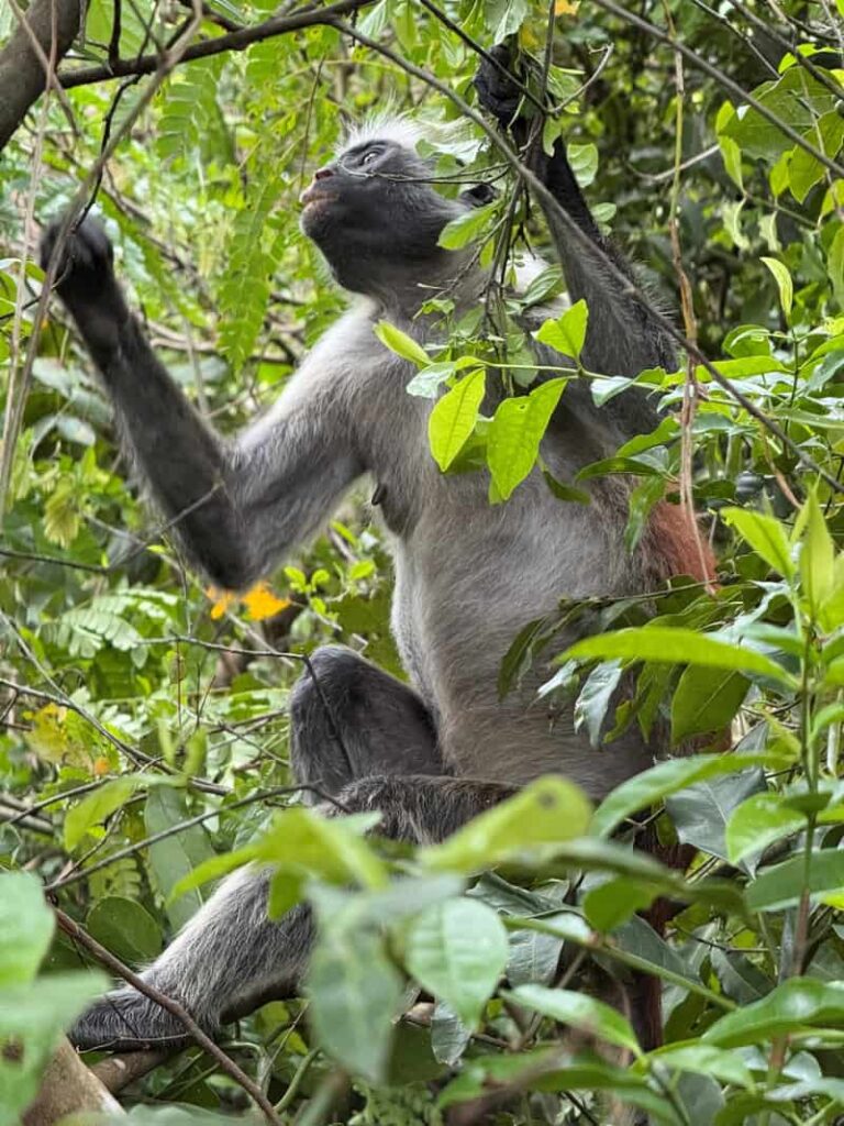 Zanzibar Jozani Forest