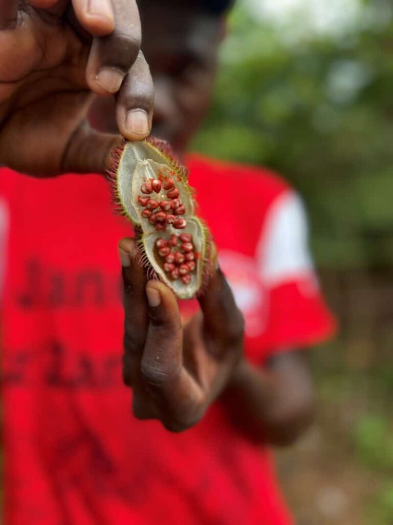 Zanzibar plantacja