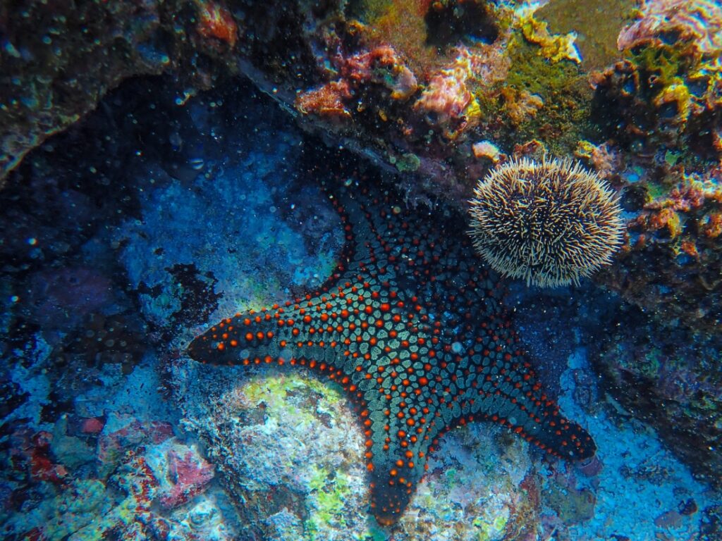 zakaz zanzibar