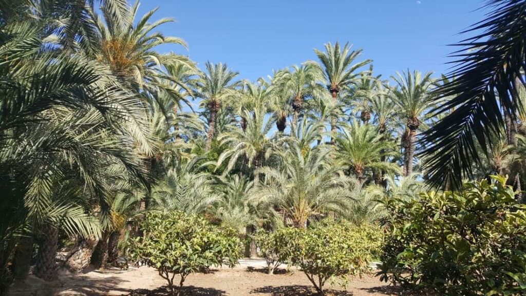 Elche