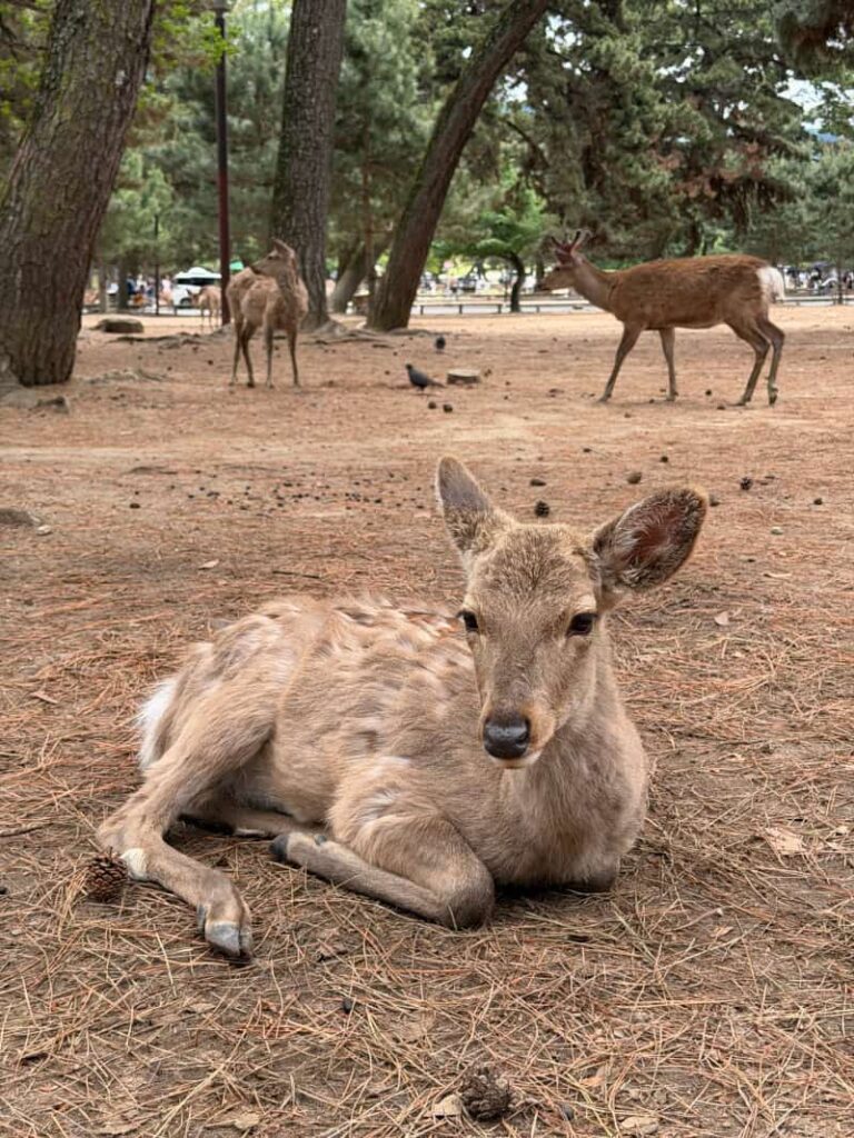nara park