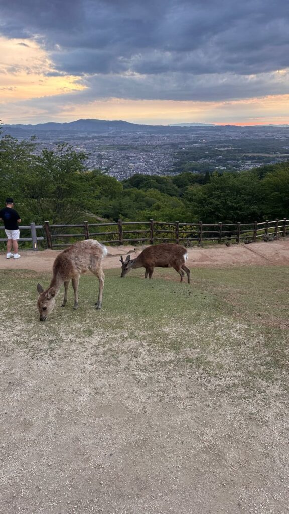 nara wakakusa