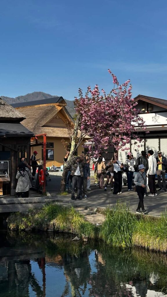 japonia wiśnia