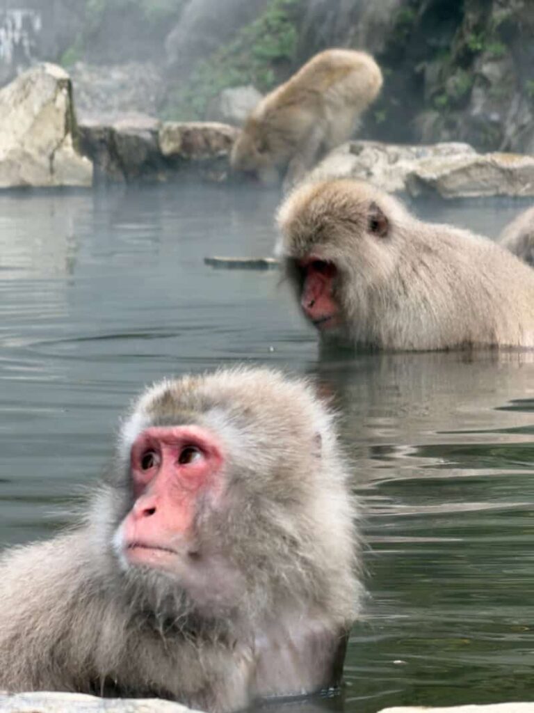 Park Monkey