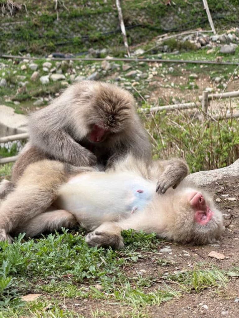 Monkey Park